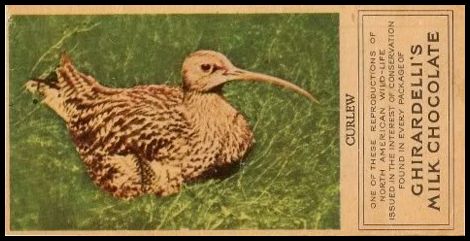 15 Curlew